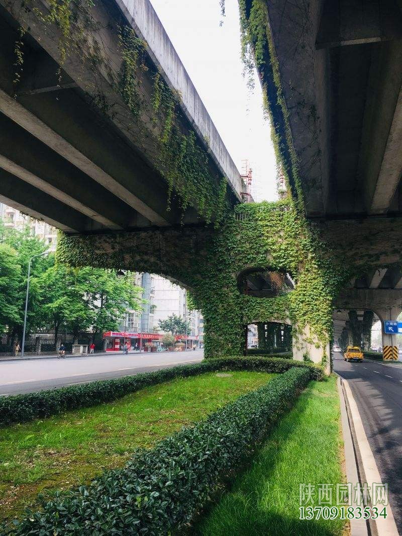 高架橋綠化——“橋墩綠化”