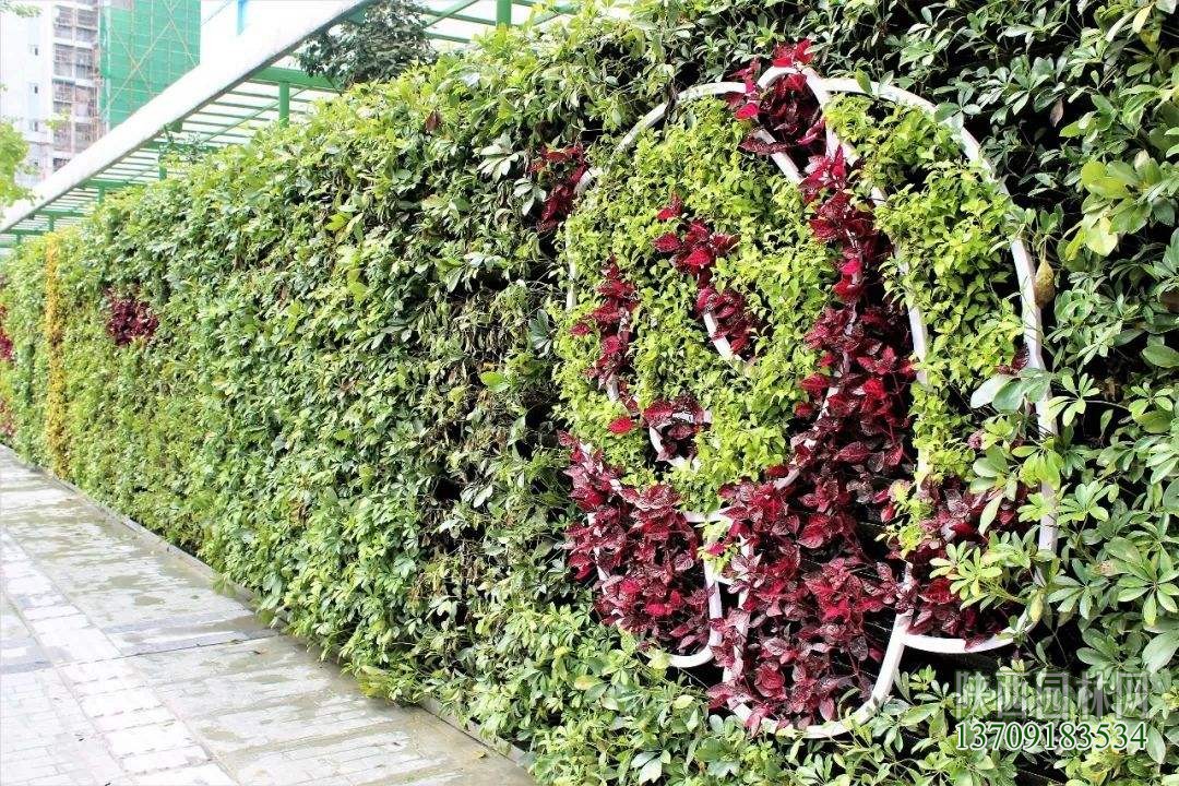 室外墻面綠化——“植物墻綠化”