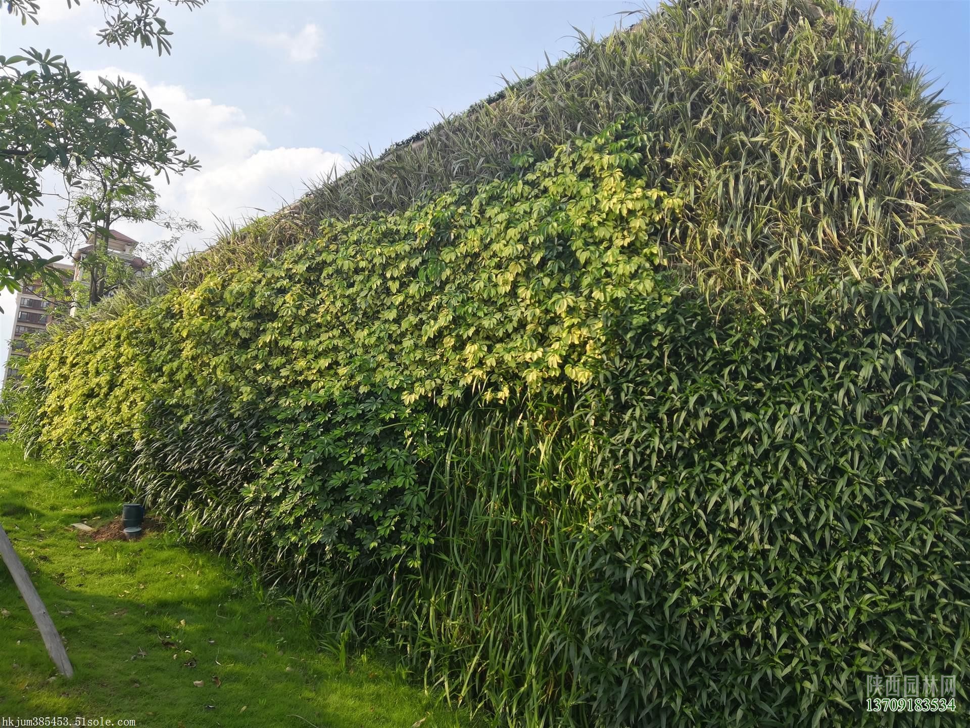 室外墻面綠化——“植物墻綠化”