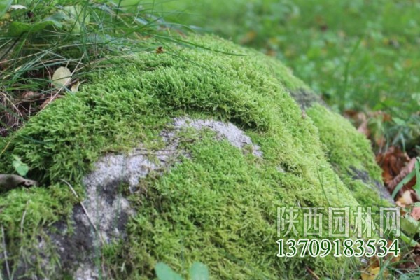 常見(jiàn)的10種苔蘚植物 苔蘚植物都有哪些