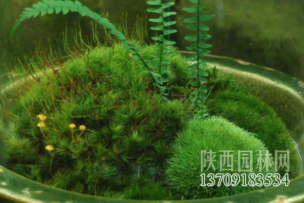 常見(jiàn)的10種苔蘚植物 苔蘚植物都有哪些