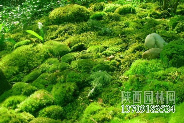 常見(jiàn)的10種苔蘚植物 苔蘚植物都有哪些